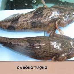cá bống đá
