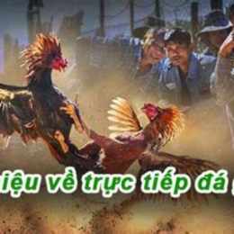 đá gà trực tiếp sa bông 67