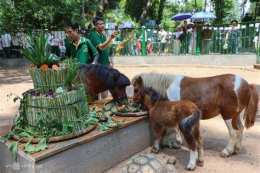 hướng dẫn sử dụng bóng đá cà khịa
