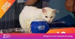 hướng dẫn sử dụng mèo tiên tri dự đoán bóng đá hôm nay